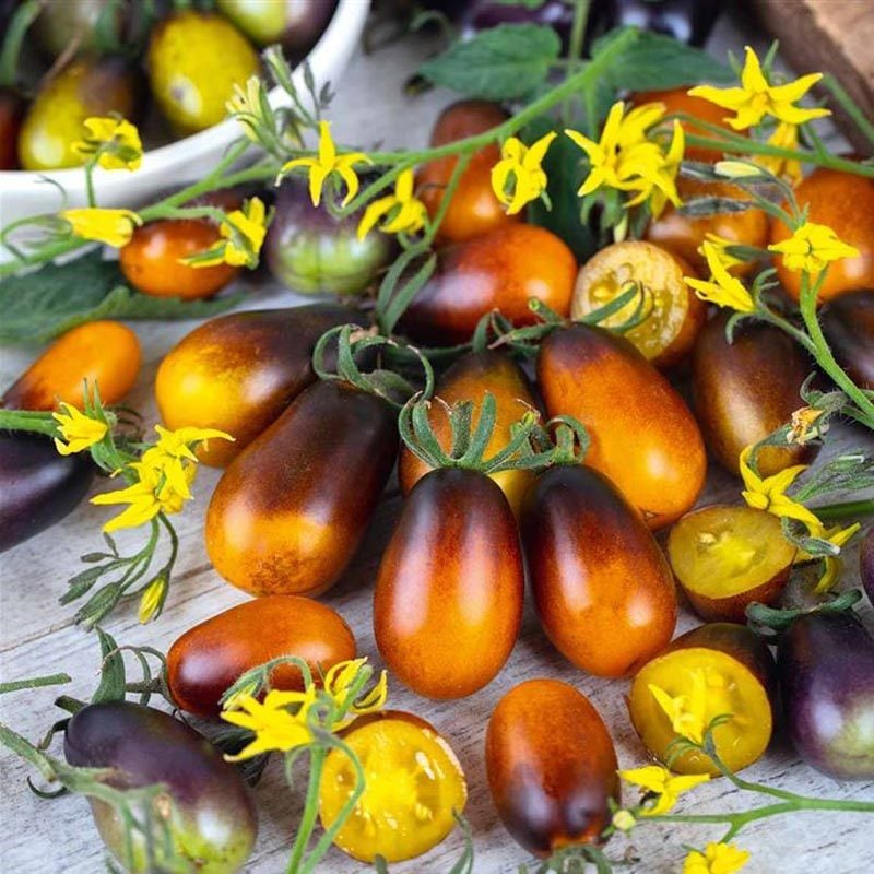 Indigo pear drops domates tohumu