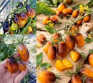 Indigo pear drops domates tohumu