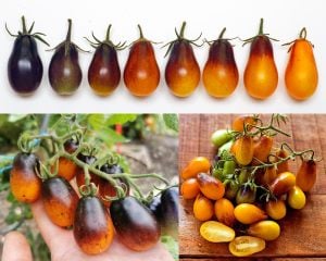 Indigo pear drops domates tohumu