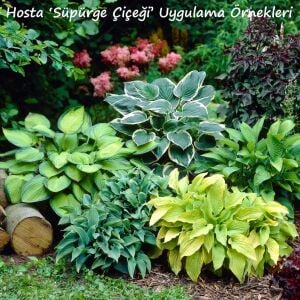 Hosta Brim Cup süpürge çiçeği saksıda yetişmiş