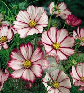 Kozmos tohumu nane şekeri varyetesi cosmos bipinnatus