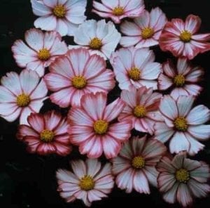 Kozmos tohumu nane şekeri varyetesi cosmos bipinnatus