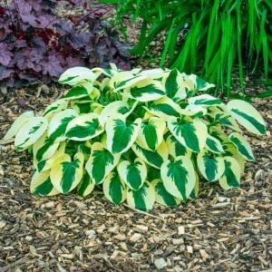 Hosta Brim Cup süpürge çiçeği saksıda yetişmiş