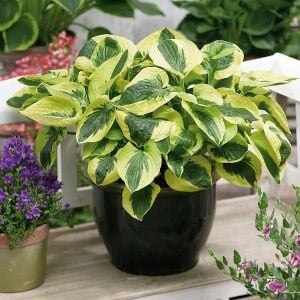 Hosta Brim Cup süpürge çiçeği saksıda yetişmiş