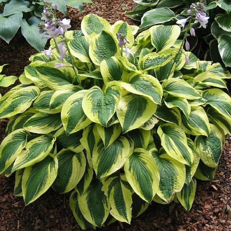 Hosta Brim Cup süpürge çiçeği saksıda yetişmiş