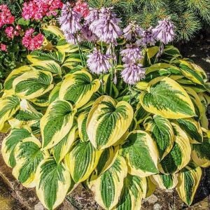 Hosta Brim Cup süpürge çiçeği saksıda yetişmiş