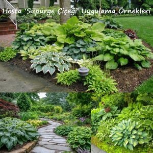 Hosta Brim Cup süpürge çiçeği saksıda yetişmiş