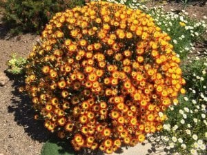 Buz çiçeği fidesi çok yıllık drosanthemum micans 3 adet 7 cm saksıda