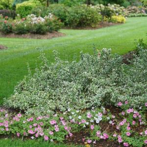 Yer örtücü taflan fidanı euonymus fortunei emerald gaiety
