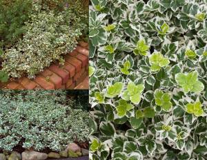 Yer örtücü taflan fidanı euonymus fortunei emerald gaiety