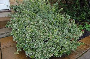 Yer örtücü taflan fidanı euonymus fortunei emerald gaiety