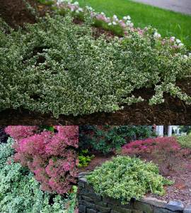 Yer örtücü taflan fidanı euonymus fortunei emerald gaiety