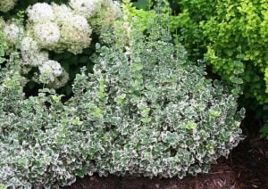 Yer örtücü taflan fidanı euonymus fortunei emerald gaiety