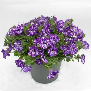 Galaksi petunya çiçeği fidesi mavi night sky 7 yada 9 cm saksıda