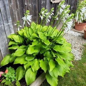 Hosta Royal Standard süpürge çiçeği saksıda yetişmiş