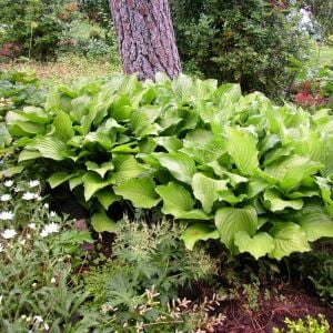 Hosta Royal Standard süpürge çiçeği saksıda yetişmiş