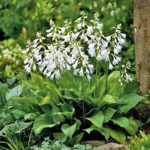 Hosta Royal Standard süpürge çiçeği saksıda yetişmiş