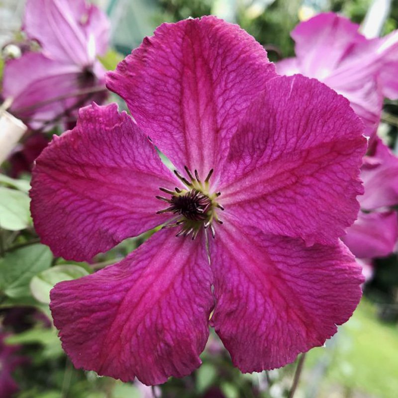 Carmencita clematis fidanı orman asması viticella - 615,65 TL