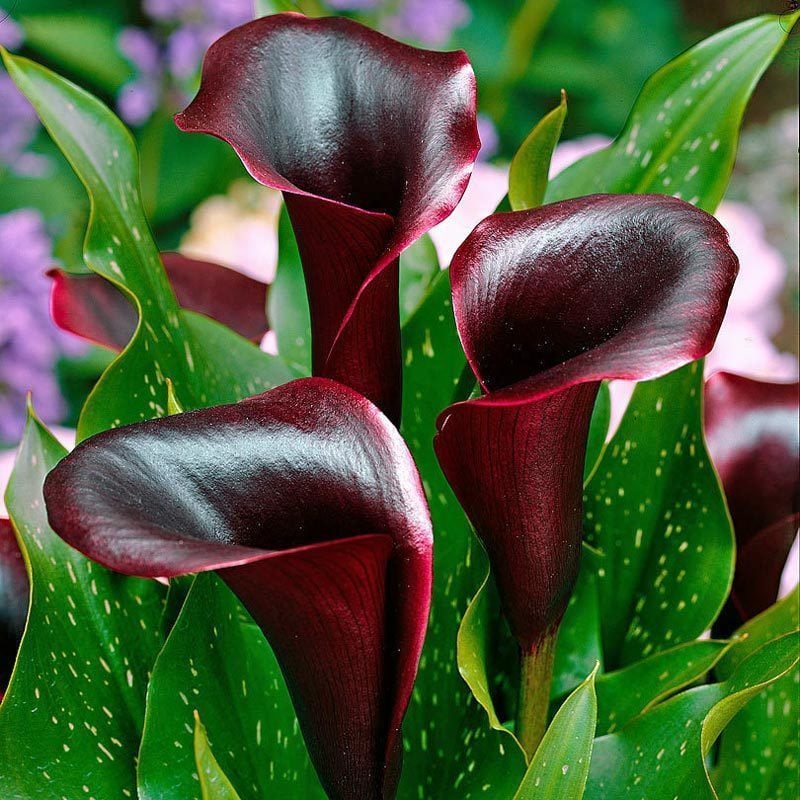 Schwarzwalder gala çiçeği soğanı siyah bordo ithal calla lily