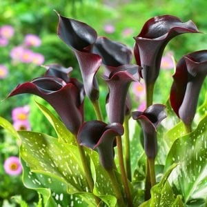 Schwarzwalder gala çiçeği soğanı siyah bordo ithal calla lily