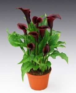 Schwarzwalder gala çiçeği soğanı siyah bordo ithal calla lily