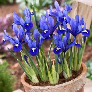 İris reticulata harmony süsen soğanı ithal