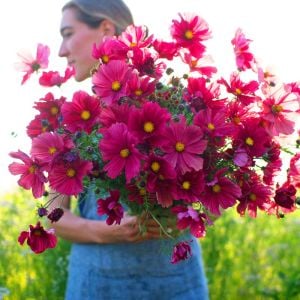 Kırmızı kozmos tohumu cosmos bipinnatus red dazzler