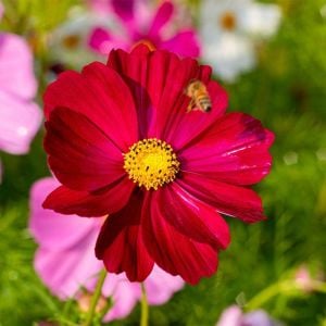 Kırmızı kozmos tohumu cosmos bipinnatus red dazzler