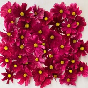 Kırmızı kozmos tohumu cosmos bipinnatus red dazzler