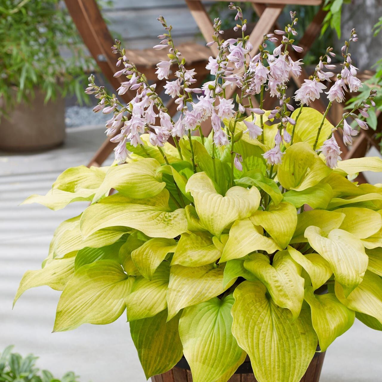 Hosta Ki Ren Jyaku süpürge çiçeği saksıda yetişmiş