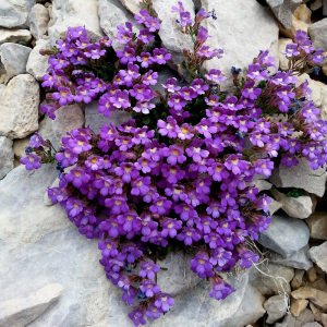 Perenyal cüce aslanağzı blue dreams fidesi chaenorhinum origanifolium