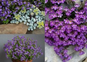 Perenyal cüce aslanağzı blue dreams fidesi chaenorhinum origanifolium