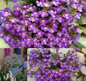 Perenyal cüce aslanağzı blue dreams fidesi chaenorhinum origanifolium