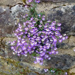 Perenyal cüce aslanağzı blue dreams fidesi chaenorhinum origanifolium