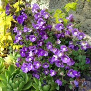 Perenyal cüce aslanağzı blue dreams fidesi chaenorhinum origanifolium