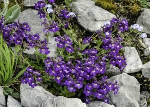 Perenyal cüce aslanağzı blue dreams fidesi chaenorhinum origanifolium