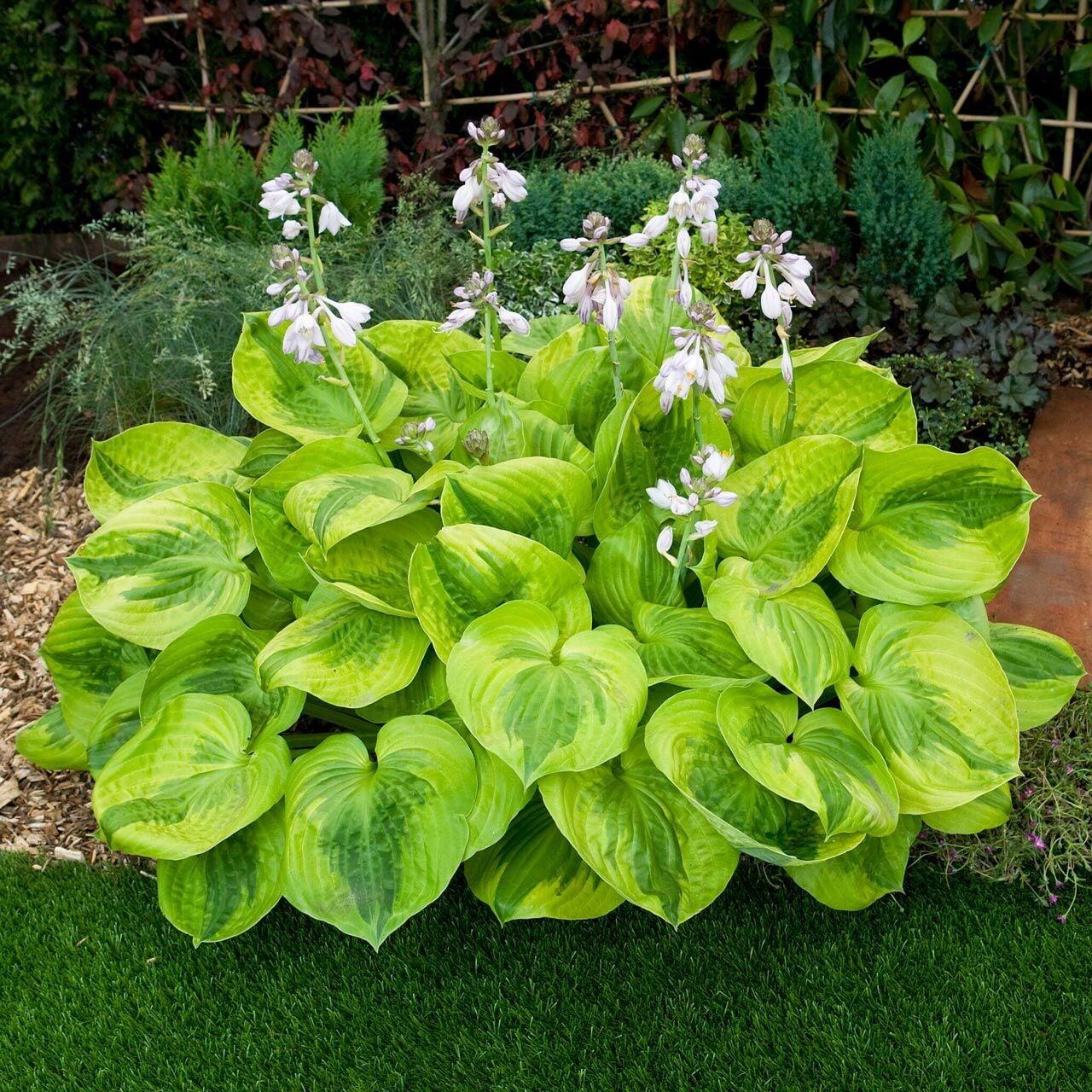 Hosta Summer Breeze süpürge çiçeği saksıda yetişmiş