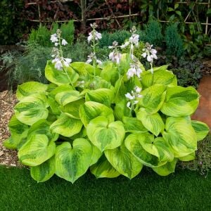 Hosta Summer Breeze süpürge çiçeği saksıda yetişmiş