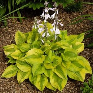 Hosta Summer Breeze süpürge çiçeği saksıda yetişmiş