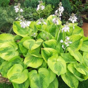 Hosta Summer Breeze süpürge çiçeği saksıda yetişmiş