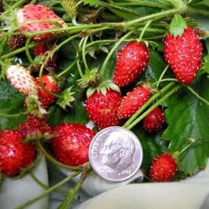 Kokulu çilek tohumu rugen doğal strawberry ruegen