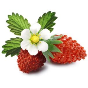 Kokulu çilek tohumu rugen doğal strawberry ruegen
