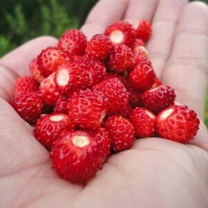 Kokulu çilek tohumu rugen doğal strawberry ruegen