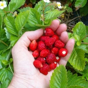 Kokulu çilek tohumu rugen doğal strawberry ruegen