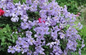 Emilia Plater clematis fidanı orman asması viticella