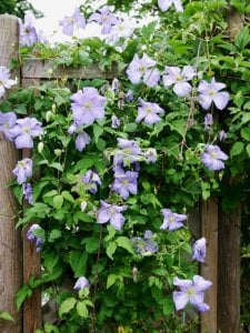 Emilia Plater clematis fidanı orman asması viticella