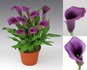 Paco gala çiçeği soğanı ithal calla lily