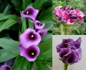 Paco gala çiçeği soğanı ithal calla lily