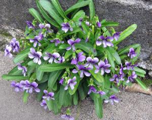 Mançurya menekşesi fidesi Viola mandshurica Fuji Dawn