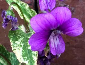 Mançurya menekşesi fidesi Viola mandshurica Fuji Dawn
